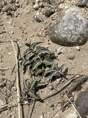 Asclepias prostrata