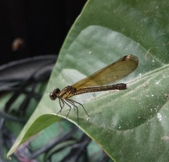 Heliocypha fenestrata
