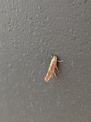 Philonome clemensella