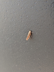 Philonome clemensella