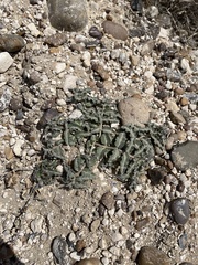 Asclepias prostrata