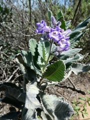 Eriodictyon crassifolium