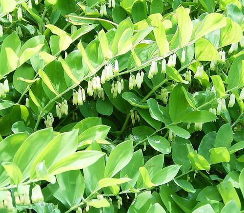 Polygonatum falcatum