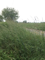 Arrhenatherum elatius
