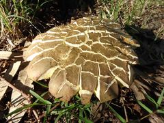 Phylloporus clelandii
