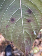 Xanthomonas
