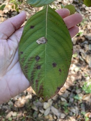 Xanthomonas
