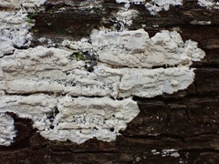 Dentipellicula leptodon