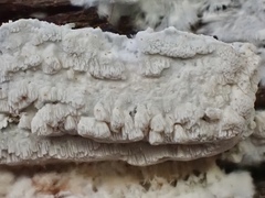 Dentipellicula leptodon