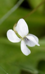 Viola macloskeyi
