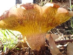 Phylloporus clelandii