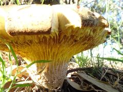 Phylloporus clelandii