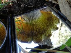 Phylloporus clelandii