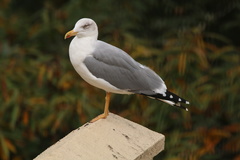 Larus michahellis