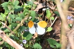 Anthocharis bambusarum