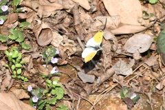 Anthocharis bambusarum