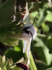 Spilosoma vestalis