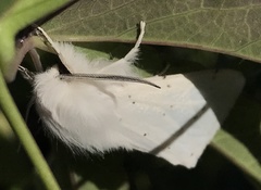 Spilosoma vestalis