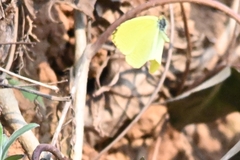 Eurema laeta