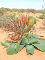 Ammocharis longifolia