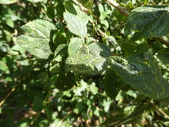 photo of Ophiomyia mine in a Lantana leaf