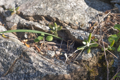 Dudleya densiflora