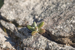 Dudleya densiflora