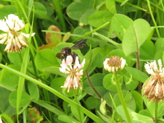 Bombus pauloensis