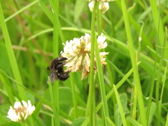 Bombus pauloensis