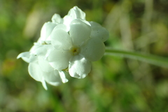 Plagiobothrys stipitatus