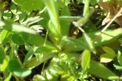 Plagiobothrys stipitatus