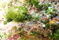 Sacoproteus smaragdinus