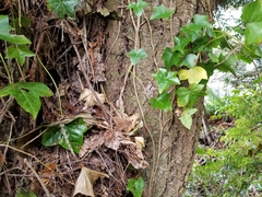 Sequoia sempervirens