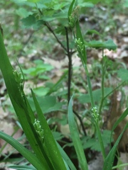 Carex leptonervia