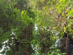 Sequoia sempervirens