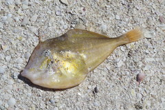 Aluterus schoepfii