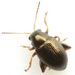 Corn Flea Beetle - Photo (c) Mike Quinn, Austin, TX, some rights reserved (CC BY-NC), uploaded by Mike Quinn, Austin, TX