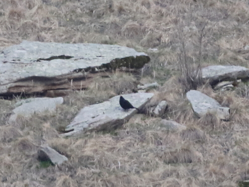 Caucasian Grouse (Lyrurus mlokosiewiczi), photo 4