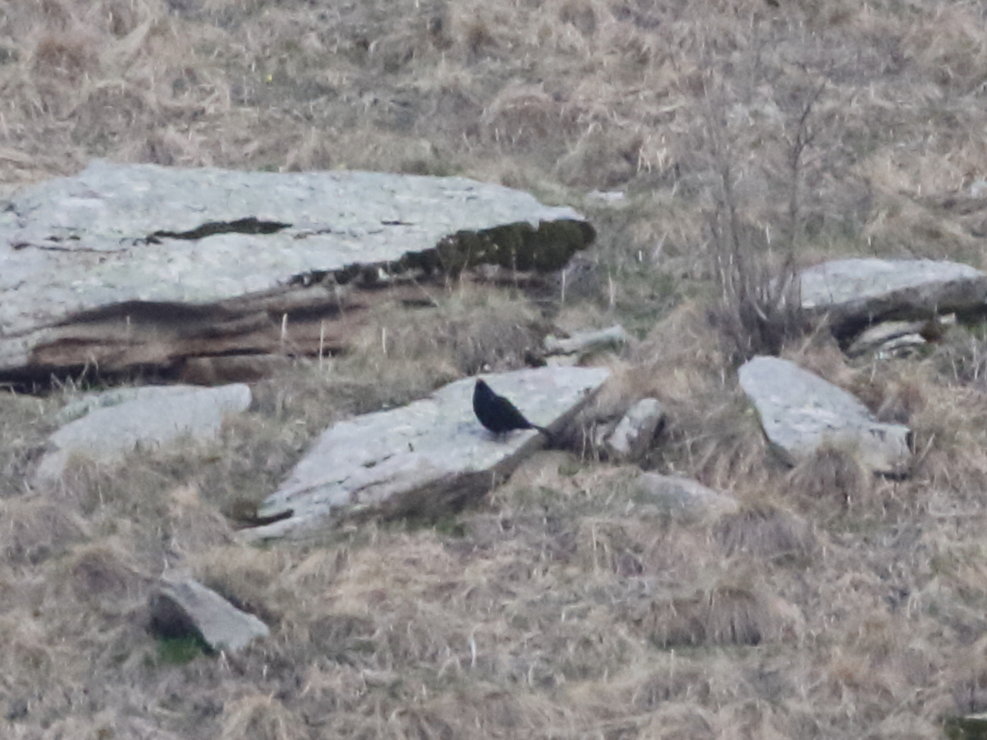 Caucasian Grouse (Lyrurus mlokosiewiczi)
