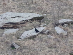 Lyrurus mlokosiewiczi