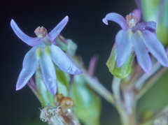 Lobelia xalapensis