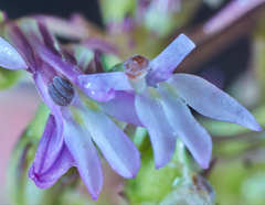 Lobelia xalapensis