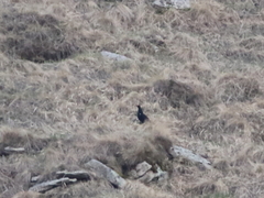 Lyrurus mlokosiewiczi