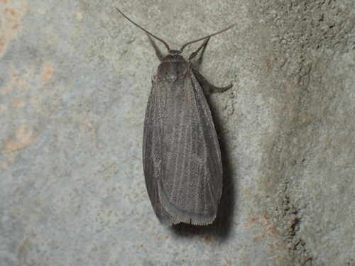 Uniform Lichen Moth photo 5
