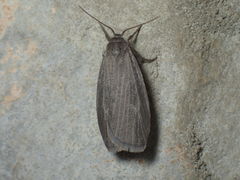Crambidia uniformis