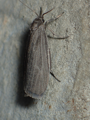 Crambidia uniformis