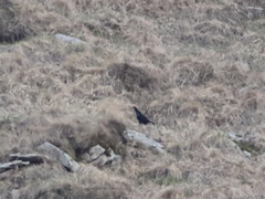 Lyrurus mlokosiewiczi