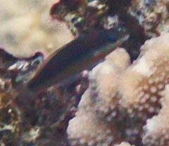 Thalassoma