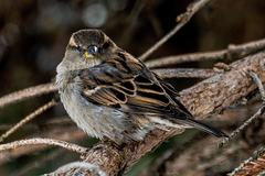 Passer domesticus