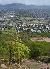 Planchonella pohlmaniana